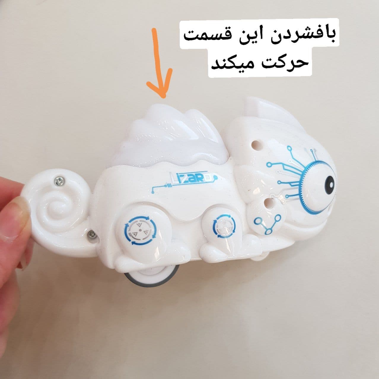 عکس آفتاب پرست حرکتی - شماره 5